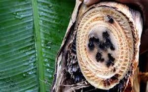 uploads/images/pest/banana pseudostem borer.jpg